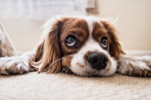 Read more about the article Keeping A Pet Friendly Home Clean
