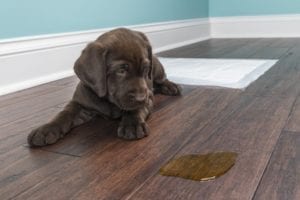 Removing Pet Urine From Carpet Tile, Does Dog Urine Ruin Tile Floors